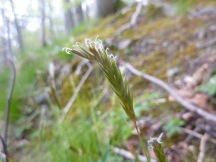 Sweet Vernal-grass, Anthoxanthum odoratum